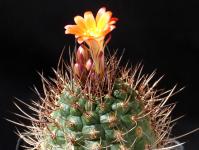 Thumbnail of 1940_Matucana oreodoxa_20150504(1).JPG